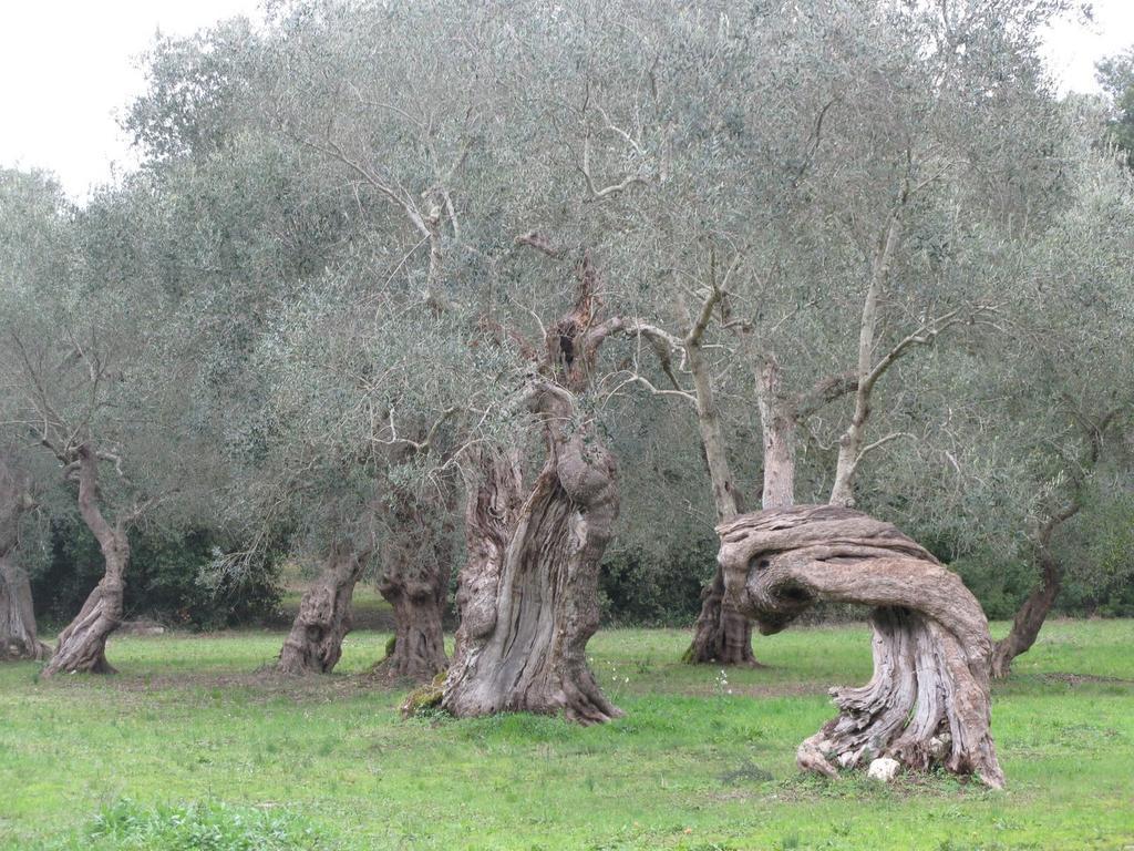 Tenuta Sant'Andrea Giuggianello Екстер'єр фото